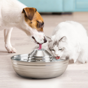 Auto cat water fountain