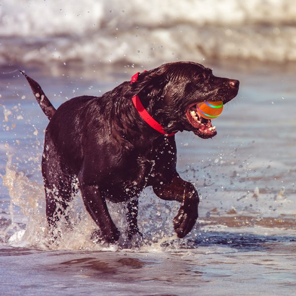 Indestructible dog ball