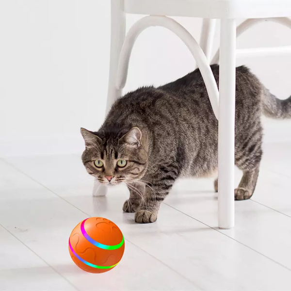 Pet dog automatic ball